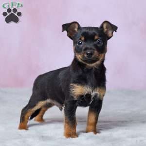 Trixie, Chihuahua Puppy